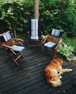 Dog sitting on chair in yard