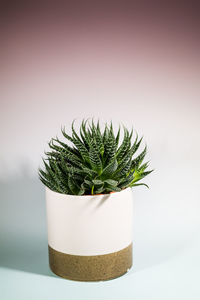 Close-up of succulent plant against white background