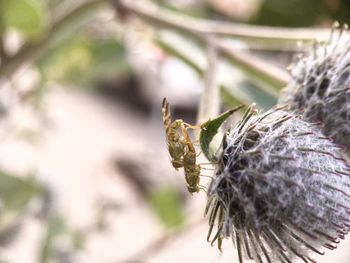 Close-up of butterfly pollinating on flower