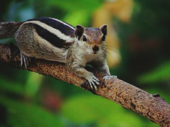Close-up of cat on tree trunk