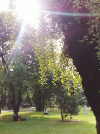 Trees in park against sky