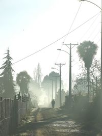 Trees against clear sky