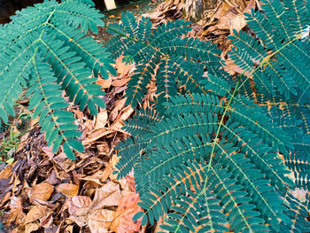 High angle view of leaves on plant