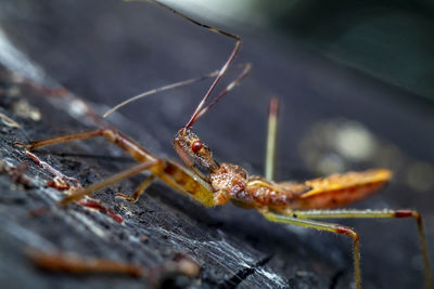 Macro photo of the long legged assassin bug photo was taken in northern israel