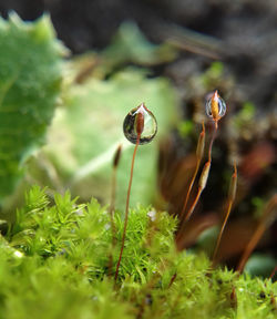 Close-up of plant on field