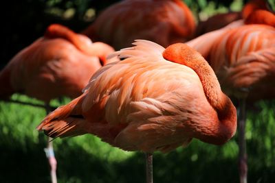 Close-up of a flamingo bird