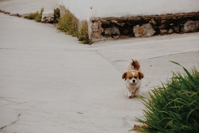 Dog on dirt road