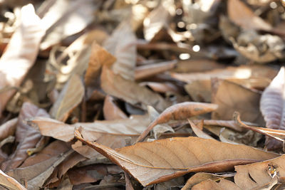 Close-up of dry autumn leaves