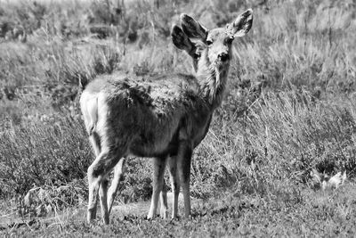 Portrait of deer standing on field