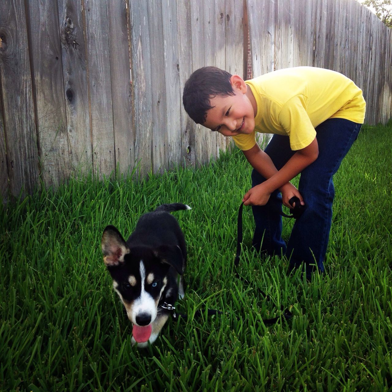 pets, grass, domestic animals, dog, one animal, mammal, animal themes, grassy, full length, looking at camera, portrait, field, sitting, lifestyles, person, leisure activity, lawn, front or back yard