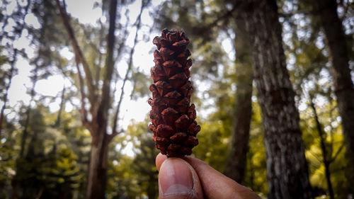 Midsection of person holding pine cone on tree