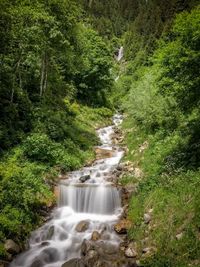 Stream flowing amidst trees in forest