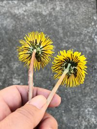 Close-up of hand holding yellow flower