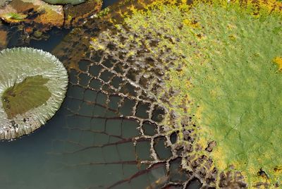 High angle view of leaf floating on lake