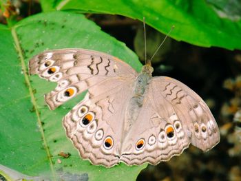 Close-up of butterfly on leaf