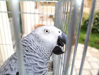 Close-up of a parrot in cage