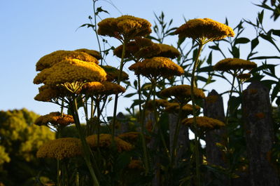 Low angle view of yellow flowers on tree