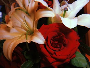 Close-up of roses blooming outdoors