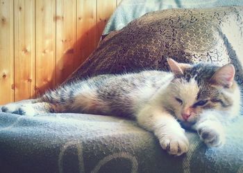 Close-up of cat sleeping