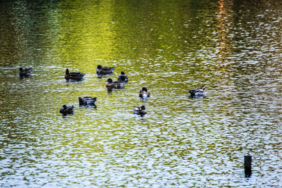 High angle view of ducks swimming in lake