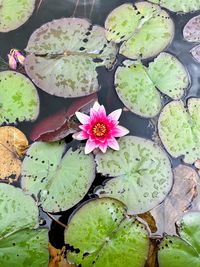 water lily