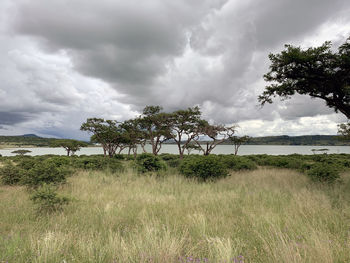 Trees on field against sky