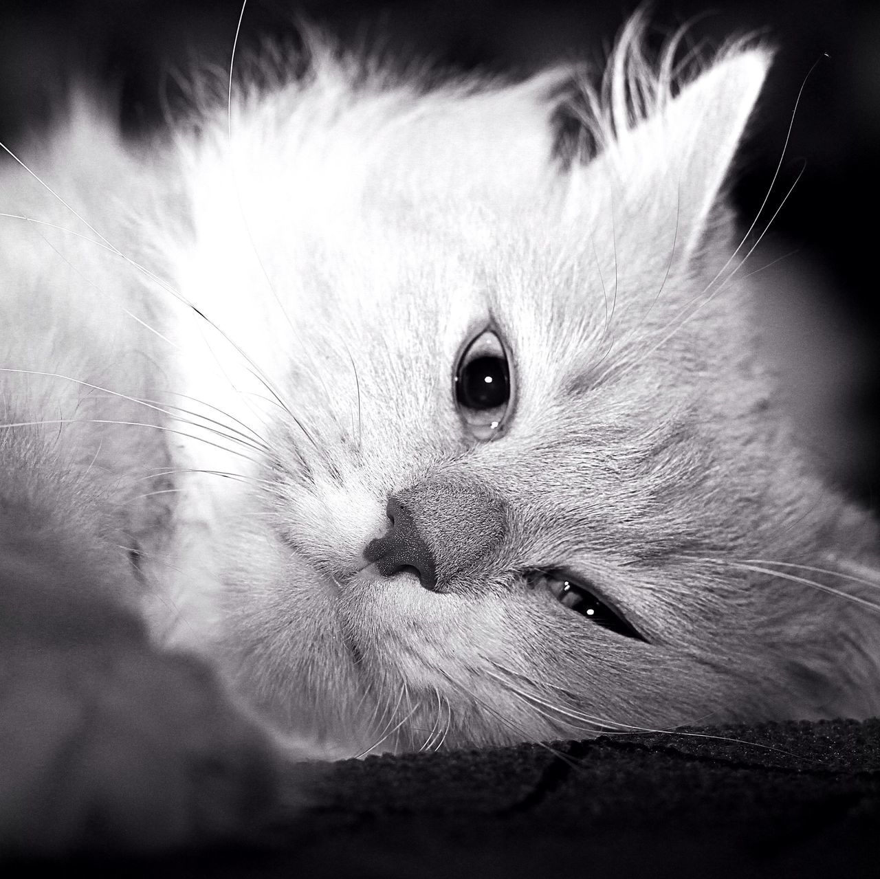 domestic cat, cat, pets, animal themes, one animal, domestic animals, feline, whisker, indoors, mammal, close-up, animal head, selective focus, focus on foreground, animal body part, no people, relaxation, home interior, animal eye, zoology