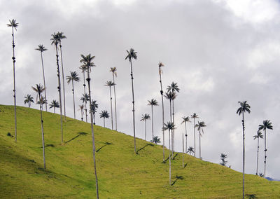 Palm trees on field against sky