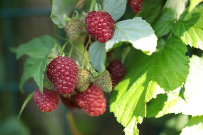 Close-up of strawberries on plant