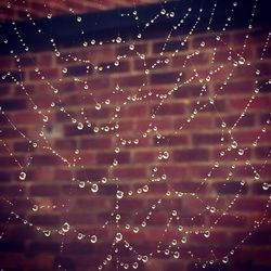 Close-up of spider web