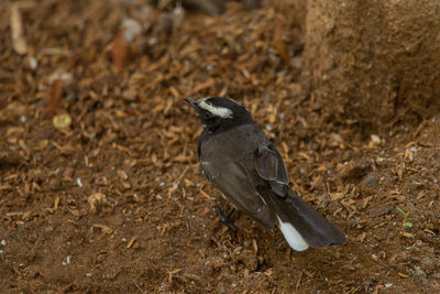 High angle view of bird on land