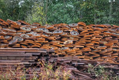 Stack of firewood on field in forest