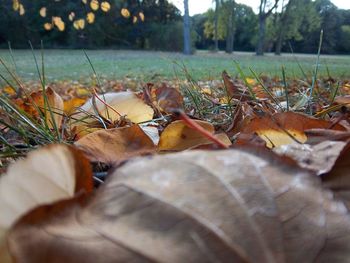 Dry leaves fallen on field