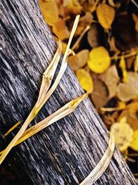 High angle view of dry leaves on wood