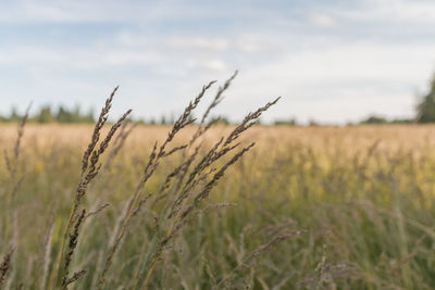 Wheat field against sky