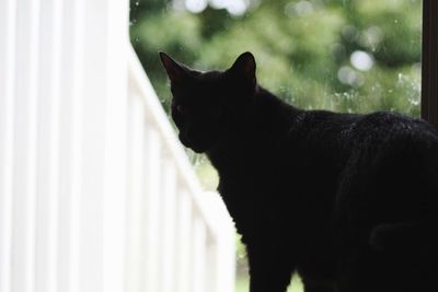 Close-up of black cat looking through window