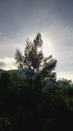 Trees against cloudy sky