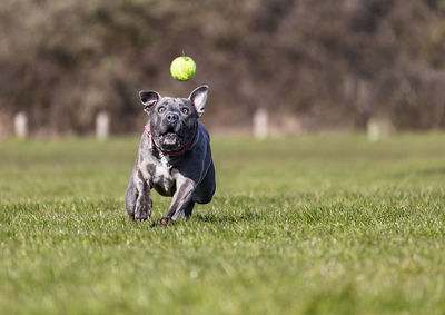 Portrait of a dog playing with a ball