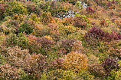 High angle view of flowering plants on land during autumn