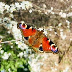 Close-up of butterfly perching on flower