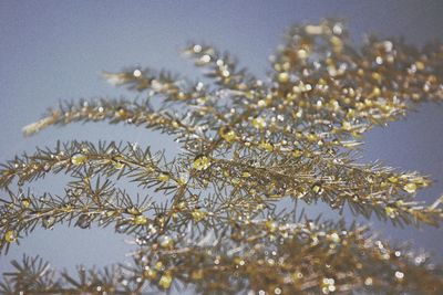 Close-up of plants against sky during winter