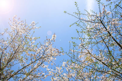 Low angle view of cherry blossoms against sky