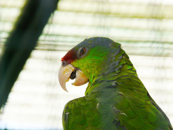 Close-up of parrot perching