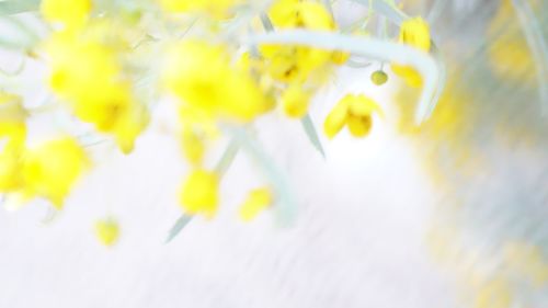 Close-up of yellow flowering plant