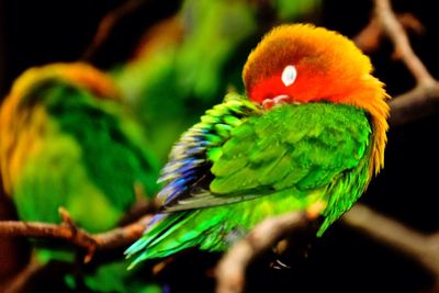 Close-up of parrot perching on branch