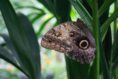 Close-up of butterfly on flower