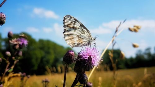 Close-up of butterfly on purple flower