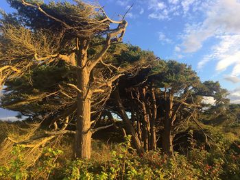 Low angle view of trees against sky
