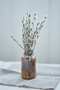 Close-up of potted plant on table