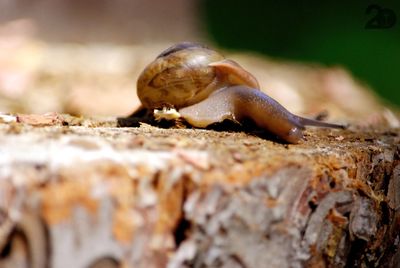 Close-up of snail on rock